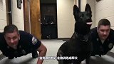 退伍军犬被确认无用后，处理方法让人心疼，看完眼眶红了