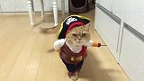 橘猫：不许动，你已经被我方猫咪包围了！