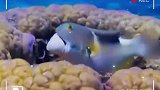 猪齿鱼吃蛤蜊了啊