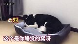 有一只能听懂主人话的狗狗是什么体验？有西卡陪伴，生活乐无边