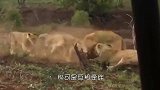 这是我见过最勇敢的疣猪，单枪匹马对抗狮子，追在它身后打！