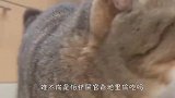小心眼猫咪怕主人偷吃，一做饭就围上去，看完忍住别笑