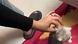 小奶猫到家第一天老实巴交，小猫拜托快把本喵放下来