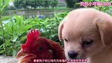 爆笑：跨域种族的爱情，真是让人羡慕！