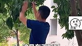 消防队后院的柚子还没熟