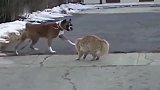 巨型猫决战比特犬，天下武功唯快不破