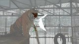 俄罗斯撒娇老虎唱高音惊呆网友：它是Vitas吗？