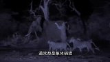 狮群追捕长颈鹿母子，不料被长颈鹿踢倒在地，可丢脸了！