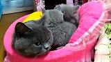 公猫和母猫头对头交流，嫌女主人话太多，公猫突然扭脸