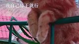 猫：别动我，我在这儿晒太阳呢！