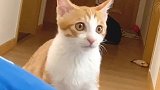 土豆日记期：千万别把猫带出去遛！否则猫能玩到不想回家