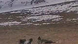 高原雪豹闯进牧场与藏獒野狗争夺食物链，场面颇为壮观