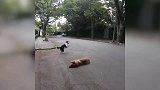 这怕不是人扮的汪星人