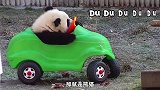 熊猫宝宝发出小奶音，萌不化你算我输