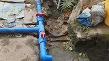 鲶鱼竟然自己爬进了池塘，这是埃及鲶鱼专门吃屎吃腐烂物