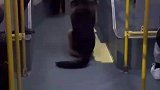 狗子走丢了，自己乘坐公交车回家