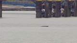 一只座头鲸游到伦敦泰晤士河中 环境专家称是好消息