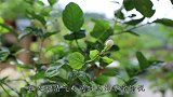 茉莉想要开盛花，2个管理不能忽视，做好了花香更浓烈