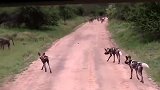 鬣狗独自对抗野狗群，被逼得走投无路，处境危险