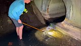 外国小哥在恶臭的下水道中拯救各种鱼类
