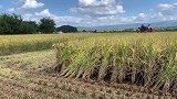 顺畅无比的水稻收割机：卓越性能，千万价值