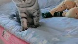 猫：铲屎的我给你照顾了这么久小孩，你该给我小鱼干了！