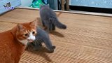 小奶猫第一次去大猫房间，开心地四处转悠，不料惹恼猫哥哥被揍了