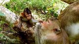 玩累了找猴妈喝奶，日子很悠闲