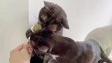 给九只猫吃猫薄荷棒棒糖，第一口开始就场面失控！
