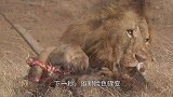 小雄狮被父亲送上“绝路”，脊椎被直接咬断，镜头拍下残忍一幕！