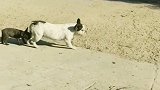小斗牛犬非要搭顺风车，狗妈妈都累脱相了，真是溺爱啊！