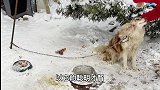 边牧被拴雪地3年，它那么聪明，这3年它在想什么