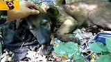 被主人遗弃在树林中的德牧幼犬，救助之后重获新生！