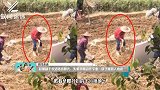 赵丽颖干农活路透曝光，头戴草帽动作专业，筷子腿惹人心疼