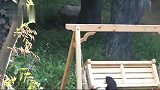 熊猫：你们看我玩的这么嗨皮，没想到我是个女汉子吧