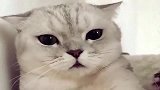 女主说猫咪是老娘们，猫咪气的和女主打了起来，说谁老呢