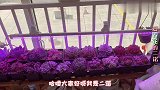 自从养花以后，家里的窗台上阳台上，到处都堆满了花，太疯狂了！