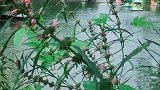 湖边野花开，湖面荡小船。