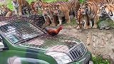 野生动物零距离观看，百兽之王老虎你害怕吗？