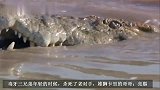 狮王毒牙：面对鳄鱼威胁，挺身而出，与鳄鱼对阵