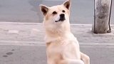 猫：洗头你就好好洗呗，这给我搓的差点秃顶