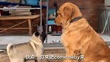 巴哥向金毛索吻，被当场拒绝，被嫌弃嘴臭！