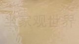 金龙鱼繁殖下崽，母鱼产卵后由公鱼含嘴里孵化，期间不可吃东西