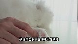 如何科学的保养猫爪肉垫？