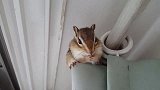 迷之萌宠：有好吃的，要自己跑到高高窗帘上独食的花栗鼠