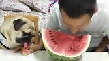 明明是比赛吃西瓜，巴哥犬赢了比赛居然没吃够，真逗