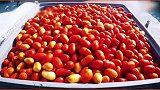 圣女果干制作现场，这场面太壮观