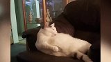 猫咪躺在摇篮里，玩着摇篮里的玩具，看起来就像小宝宝一样！