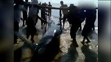 爆新鲜-20161024-女广州重达几吨鲸鱼海滩搁浅 警民合力救援终获重生
