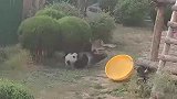 这是一只会功夫的熊猫！